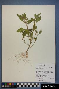 Solanum physalifolium image